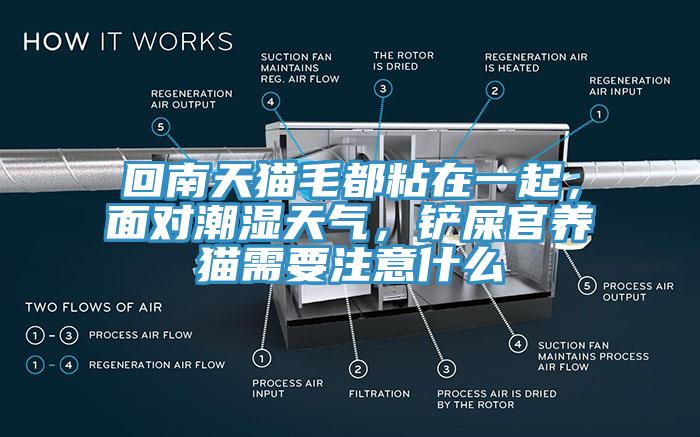 回南天貓毛都粘在一起，面對潮濕天氣，鏟屎官養(yǎng)貓需要注意什么