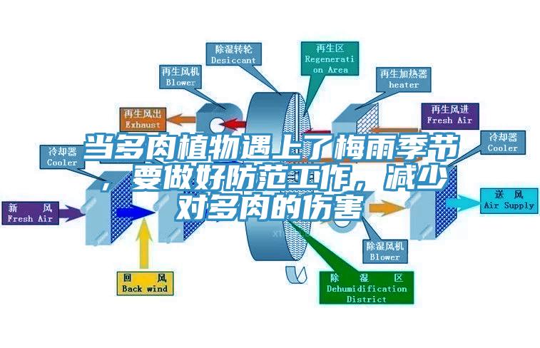當(dāng)多肉植物遇上了梅雨季節(jié)，要做好防范工作，減少對(duì)多肉的傷害