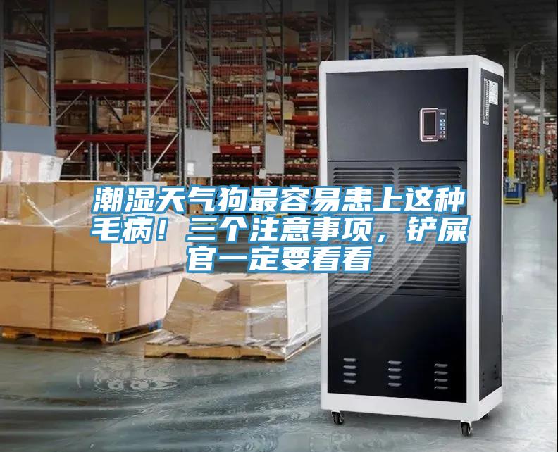 潮濕天氣狗最容易患上這種毛?。∪齻€注意事項，鏟屎官一定要看看