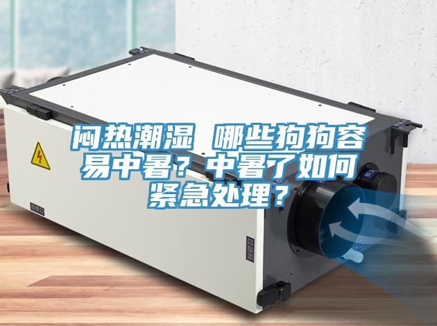 悶熱潮濕 哪些狗狗容易中暑？中暑了如何緊急處理？